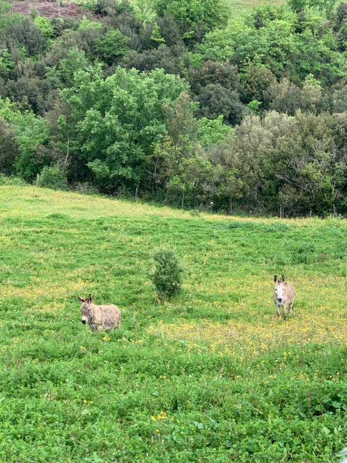 Podere Le Mulina Castiglione dʼOrcia Dış mekan fotoğraf